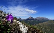 35 Primula di Lombardia con Grigne